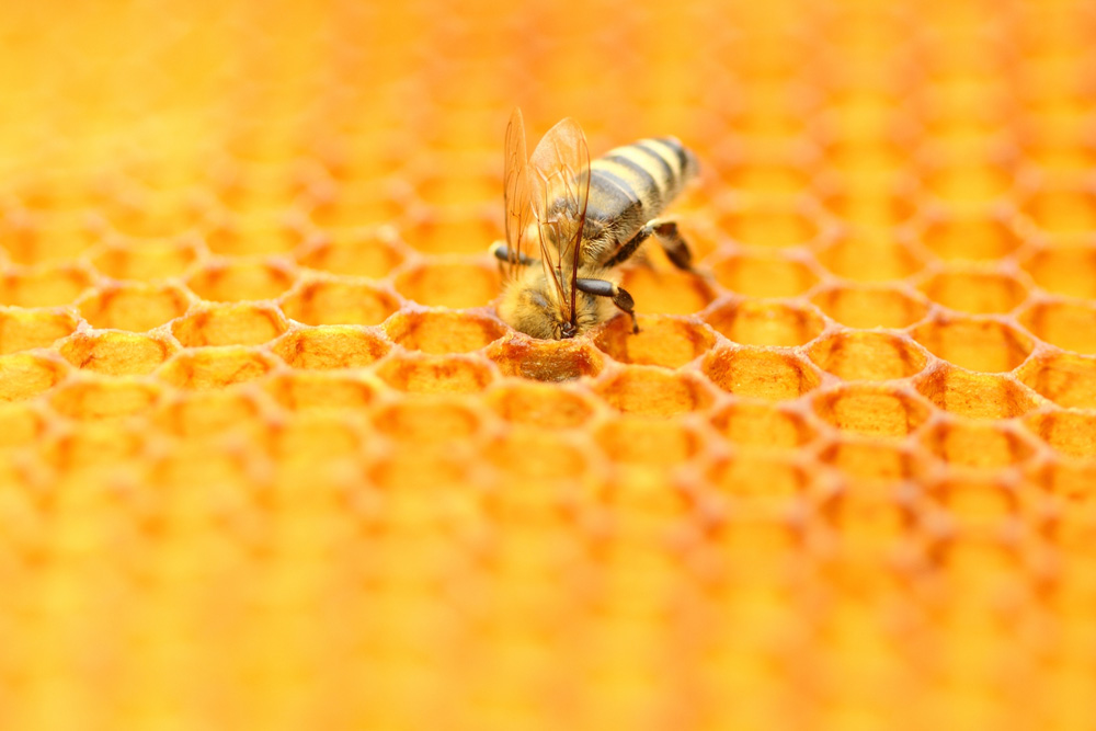 Mật ong chữa cảm lạnh cực tốt