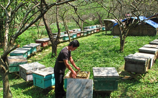 Thị trường hứa hẹn của mật ong Việt Nam là Châu Âu
