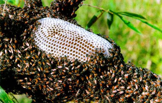 Mật ong được hình thành như thế nào
