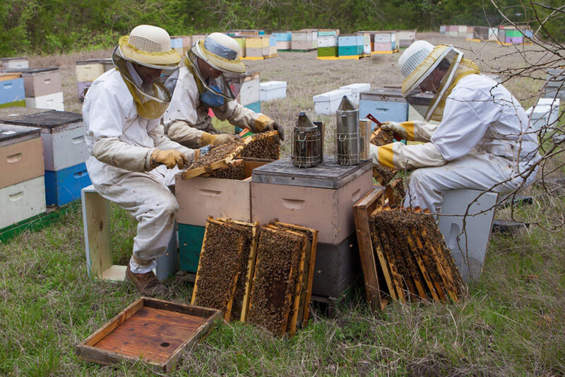 10 nước sản xuất mật ong lớn nhất thế giới