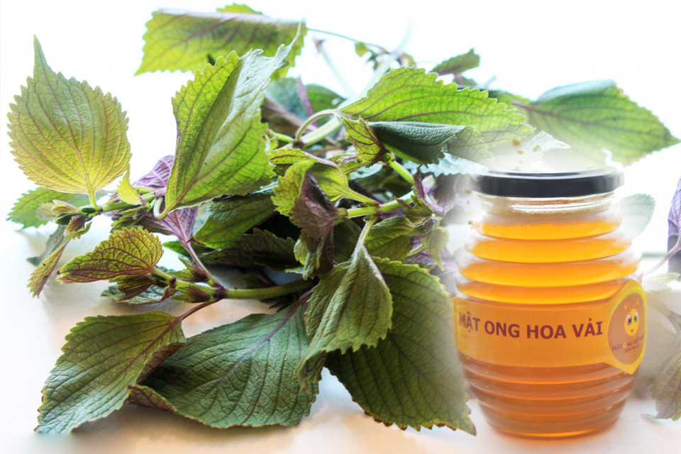 Cách làm nước mật ong và lá tía tô để hỗ trợ giảm cân 